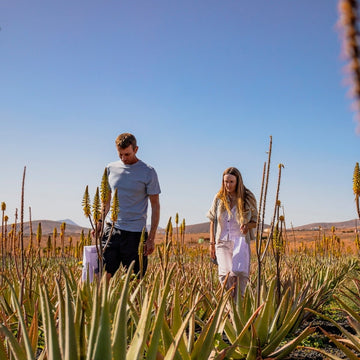 Visit the Aloe Vera Exclusive Factory in Fuerteventura: what to see and how to make the most of it in August