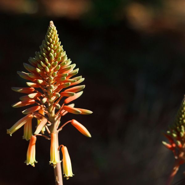 Benefits of pure aloe vera for autumn