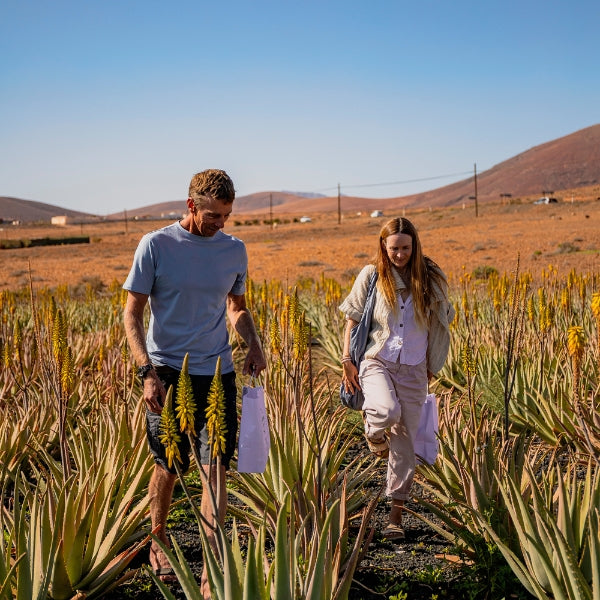 Why is the Aloe Vera from Fuerteventura so special? | Aloe Vera Exclusive