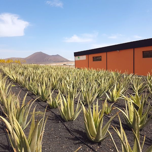 From Garden to Final Product: The Process of Creating Our Pure Aloe Vera Products