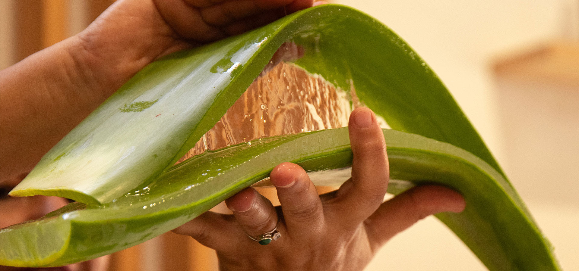 Aloe Vera Exclusive | Pure Aloe Vera from Canary Islands