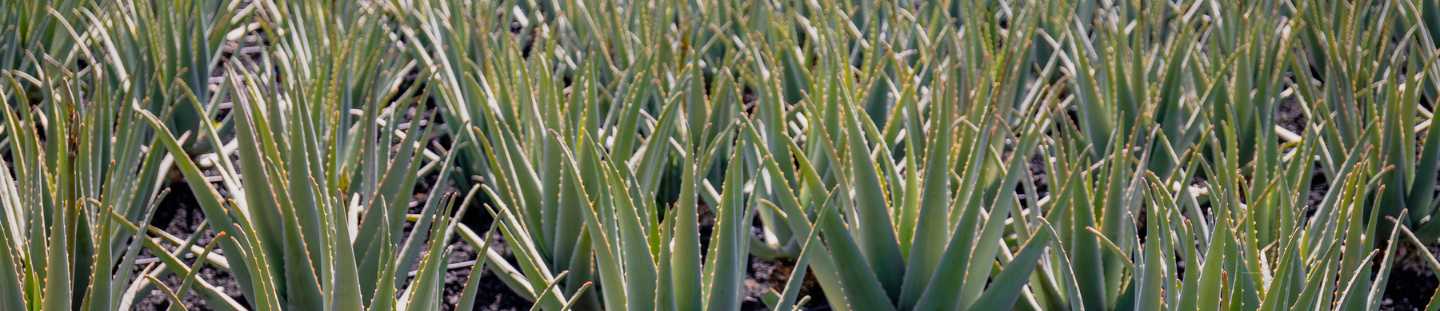 el poder del aloe vera canario cultivado en fuerteventura 